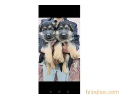 Na prodaju stenad nemackog ovcara oba pola - 9