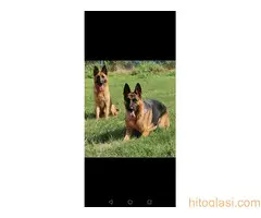 Na prodaju stenad nemackog ovcara oba pola - 10