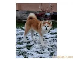 Akita Inu - Veliki japanski pas - 2