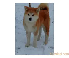 Akita Inu - Veliki japanski pas - 3