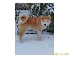 Akita Inu - Veliki japanski pas - 4