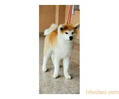 Akita Inu - Veliki japanski pas - 5