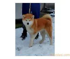 Akita Inu - Veliki japanski pas - 6