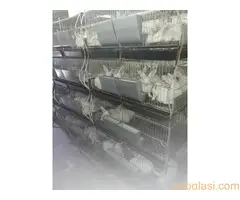 Kavezi za koke, pilice i zeceve - 8