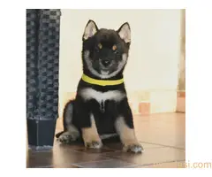 Shiba inu štenci - 2