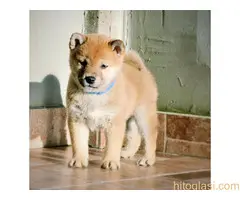 Shiba inu štenci - 4