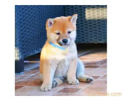 Shiba inu štenci - 5