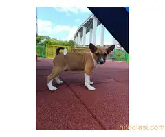 Basenji stenci - 3