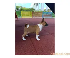 Basenji stenci - 4