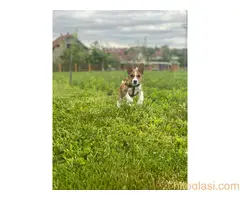 Basenji stenci - 5