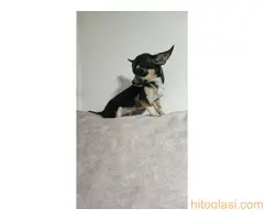 Civava stenci  - na prodaju - 5