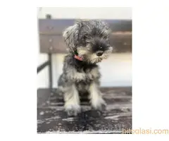 Patuljasti Šnaucer Minitaure Schnauzer - 2