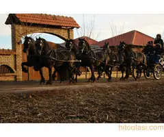 Frizijski konji na prodaju - 2