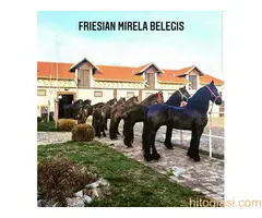 Frizijski konji na prodaju - 3