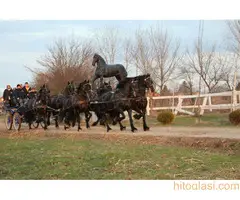 Frizijski konji na prodaju - 4