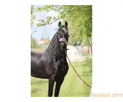 Frizijski konji na prodaju - 5