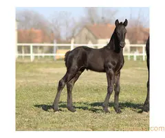 Frizijski konji na prodaju - 6