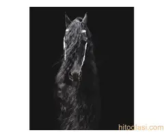 Frizijski konji na prodaju - 7