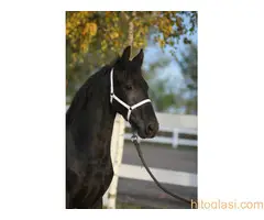 Frizijski konji na prodaju - 8