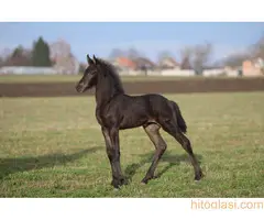 Frizijski konji na prodaju - 9