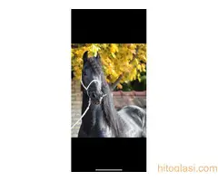 Frizijski konji na prodaju - 10