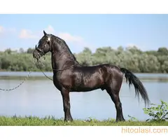 Frizijski konji na prodaju - 11