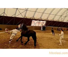 Frizijski konji na prodaju - 12