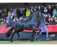 Frizijski konji na prodaju - 13