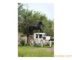 Frizijski konji na prodaju - 14