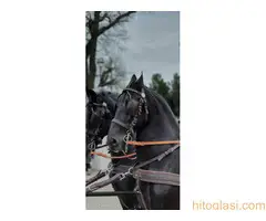 Frizijski konji na prodaju - 15