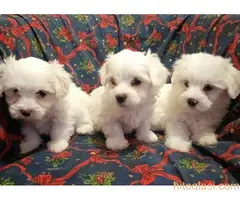 Prodajem  štence Coton de Tuleara - 3