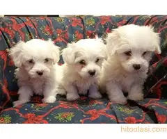 Prodajem  štence Coton de Tuleara - 4