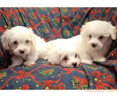 Prodajem  štence Coton de Tuleara - 5