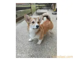 KORGI- štenci na prodaju. - 2