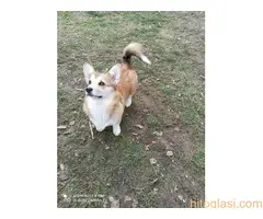 KORGI- štenci na prodaju. - 3