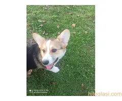 KORGI- štenci na prodaju. - 4