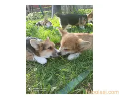 KORGI- štenci na prodaju. - 5