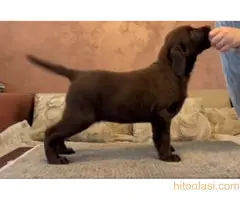 Čokoladni i crni štenci Labrador Retrievera - 2