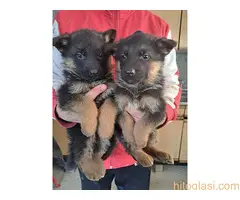 stenci nemackog ovcara - 2