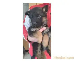 stenci nemackog ovcara - 3