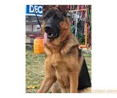 stenci nemackog ovcara - 4