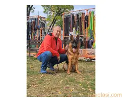 stenci nemackog ovcara - 5