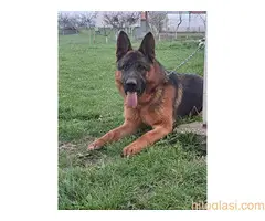 stenci nemackog ovcara - 6