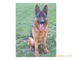 stenci nemackog ovcara - 7