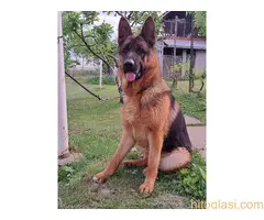 stenci nemackog ovcara - 8