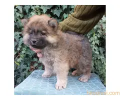 ČAU ČAU štenad - 2