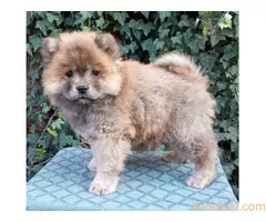 ČAU ČAU štenad - 3