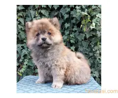 ČAU ČAU štenad - 4