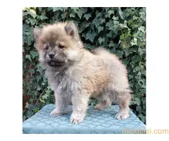 ČAU ČAU štenad - 5