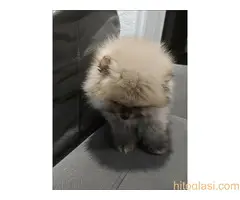 Predivni štenci Pomeranaca – Vaš novi član porodice - 2